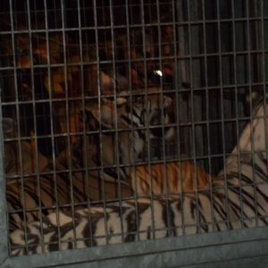 Meet your Posher, Antonio